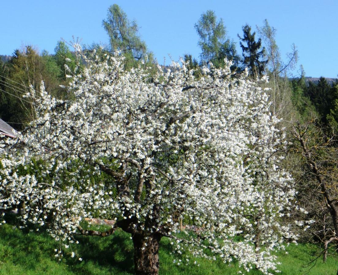 Ferienwohnungen Bauernhof Schilcher Sankt Stefan im Lavanttal Exteriör bild